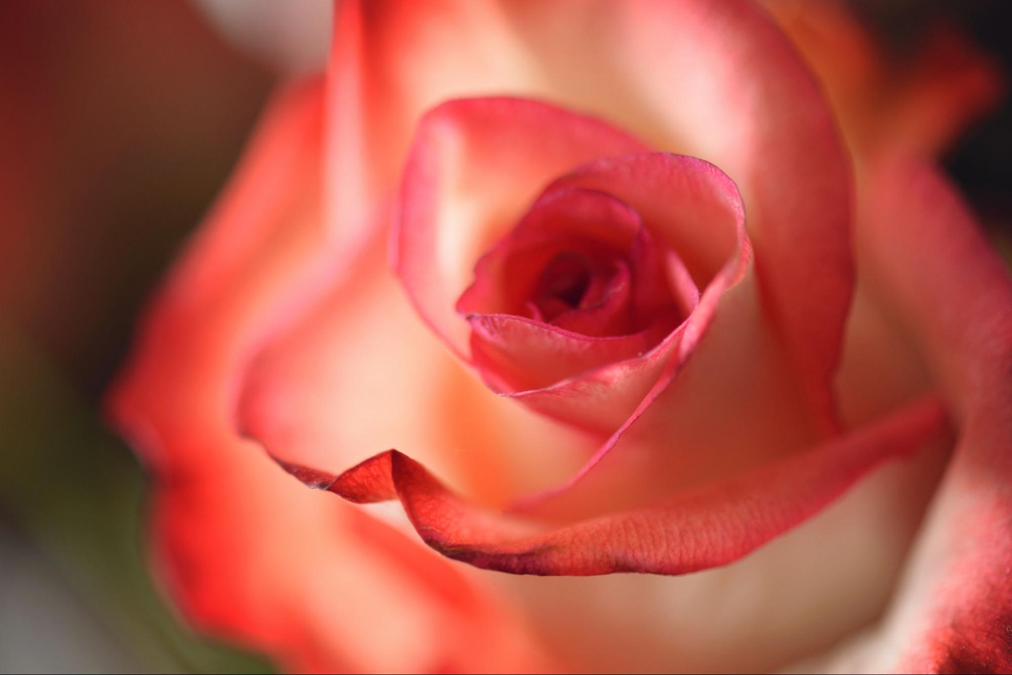 A close-up of a pink rose with petals that are darker on the edge and lighter in the center.