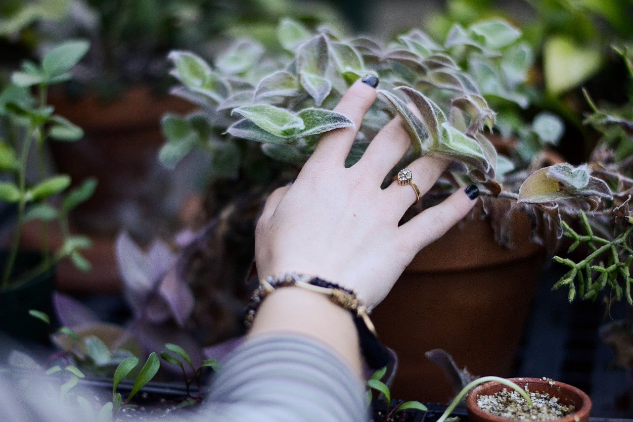 gold fashion ring on hand holding plant gold fashion ring on hand holding plant